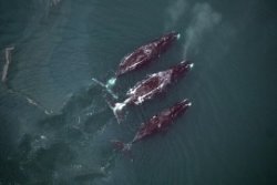 250 intro bowhead whales.651125