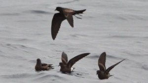 300 storm petrels don loarie