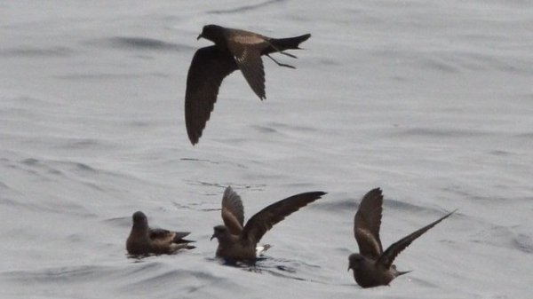 600 storm petrels don loarie